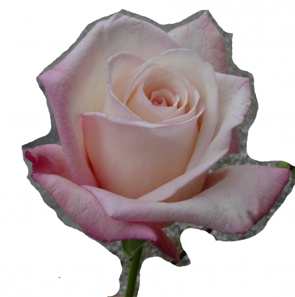 Creation of Rosealla: Step 3